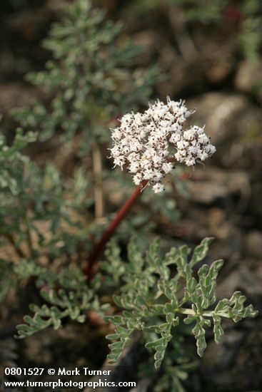 Canby's Desert Parsley