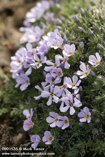 Hood's Phlox blossoms