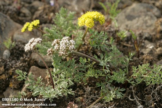 Canby's & Umtanum Desert Parsley