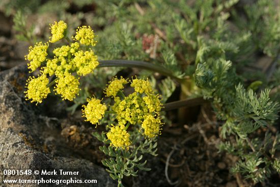 Umtanum Desert Parsley