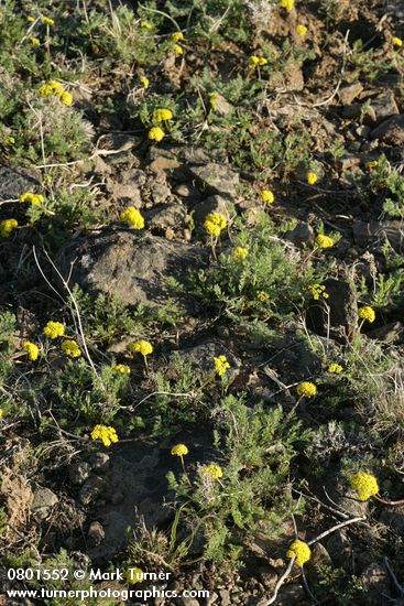 Umtanum Desert Parsley habitat on lithosol