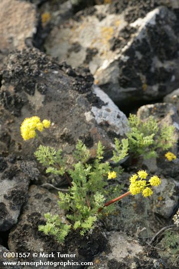 Umtanum Desert Parsley among lichen crusted rocks
