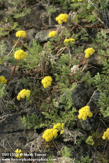 Umtanum Desert Parsley