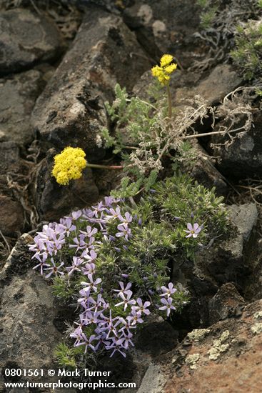 Hood's Phlox w/ Umtanum Desert Parsley