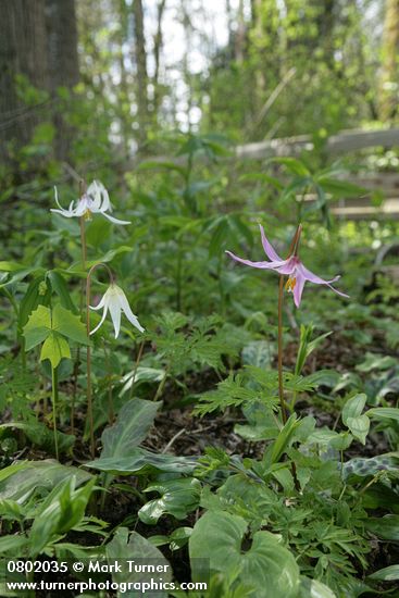 Pink Fawn Lily & Oregon Fawn Lily woodland habitat view w/ Bleeding Heart & Vanilla Leaf foliage