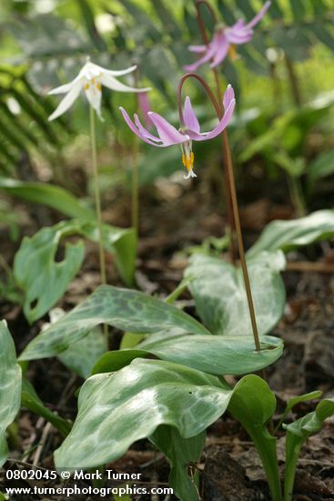 Pink Fawn Lily w/ Oregon Fawn Lily soft bkgnd