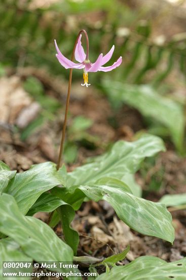 Pink Fawn Lily