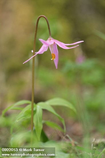 Pink Fawn Lily