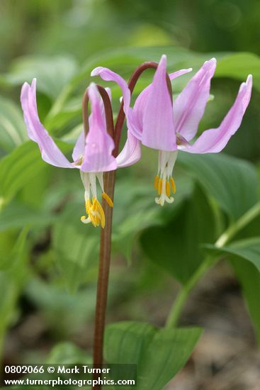 Pink Fawn Lily blossoms detail