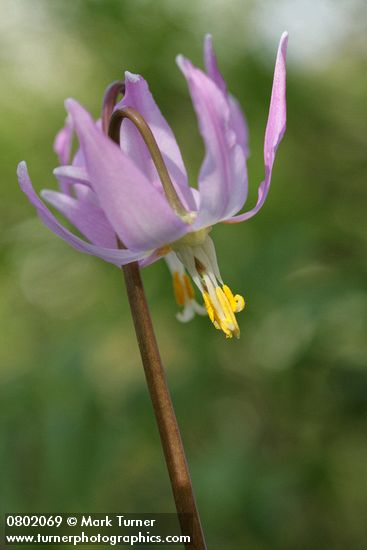 Pink Fawn Lily blossom detail