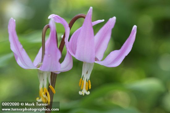Pink Fawn Lily blossoms
