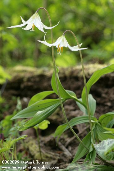 Oregon Fawn Lilies