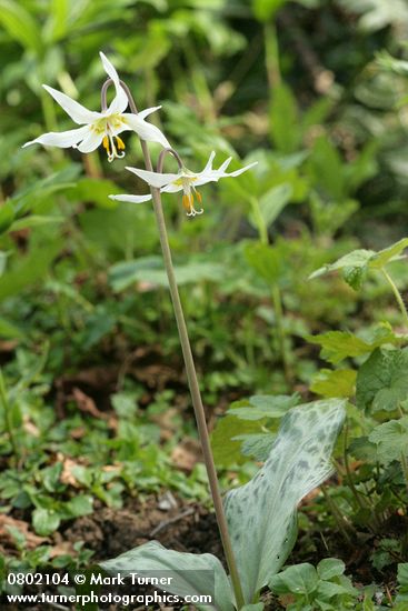 Oregon Fawn Lily w/ two blossoms