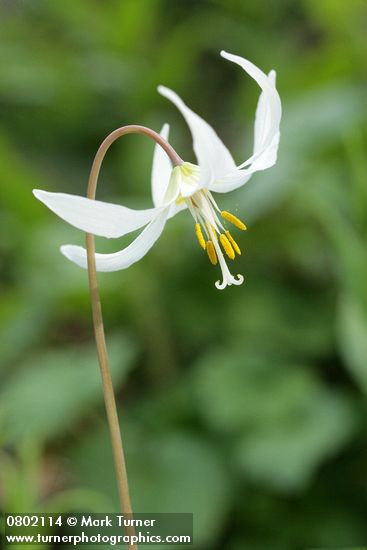 Oregon Fawn Lily blossom