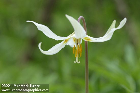 Oregon Fawn Lily blossom