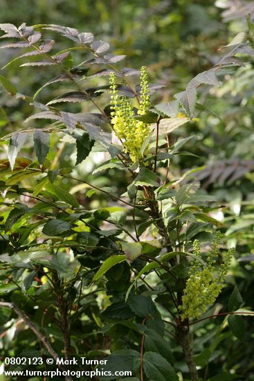 Dwarf (Dull) Oregon-grape blossoms & foliage