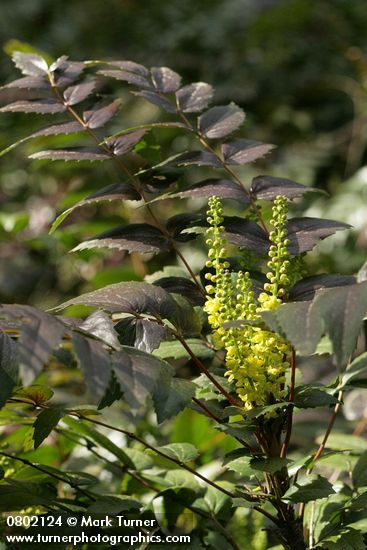 Dwarf (Dull) Oregon-grape blossoms & foliage