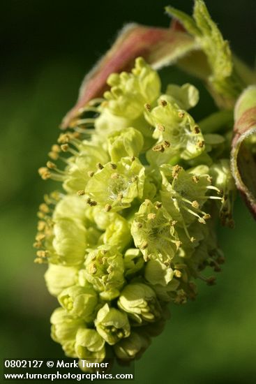 Bigleaf Maple blossoms detail