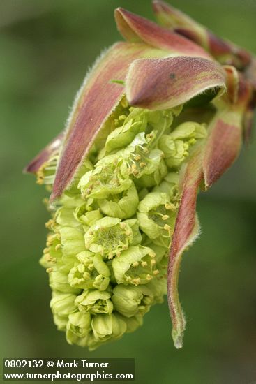 Bigleaf Maple blossoms
