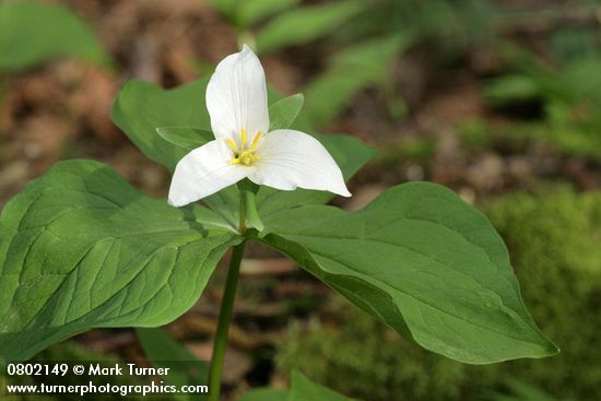Western Trillium