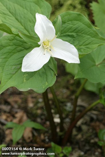 Western Trillium