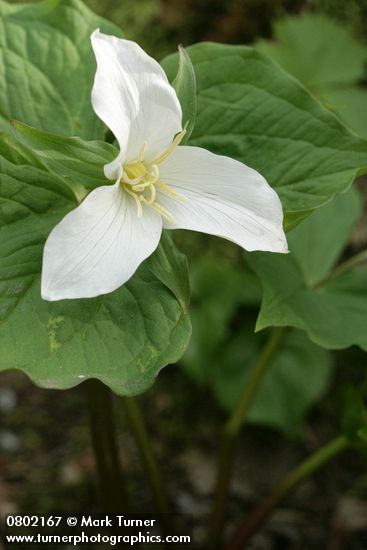 Western Trillium blossom & foliage