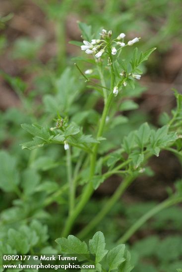 Little Western Bittercress blossoms & foliage