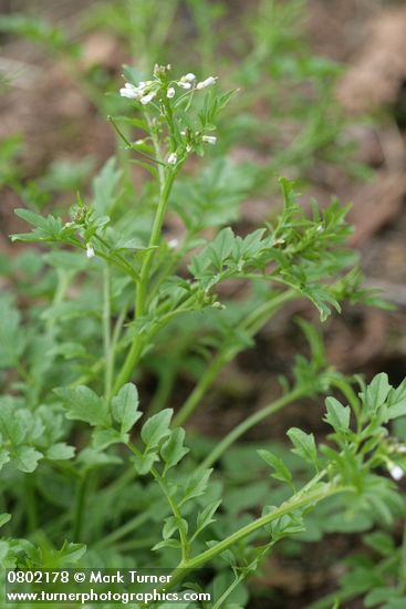 Little Western Bittercress