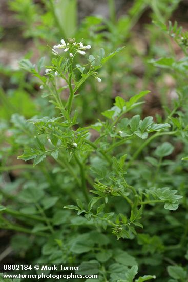Little Western Bittercress
