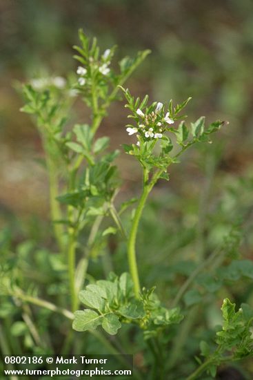 Little Western Bittercress blossoms & foliage