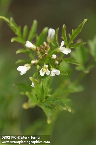 Little Western Bittercress blossoms & foliage detail