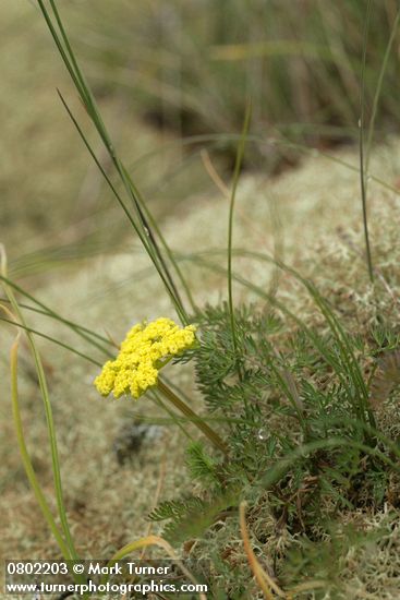 Fne-leaf Desert Parsley among lichen
