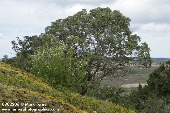 Serviceberry blooming in front of Pacific Madrone on rocky bald w/ mosses & Licorice Ferns; tide flats bkgnd