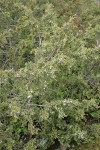 Seaside Juniper