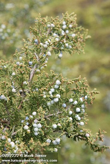 Seaside Juniper cones (berries) & foliage detail