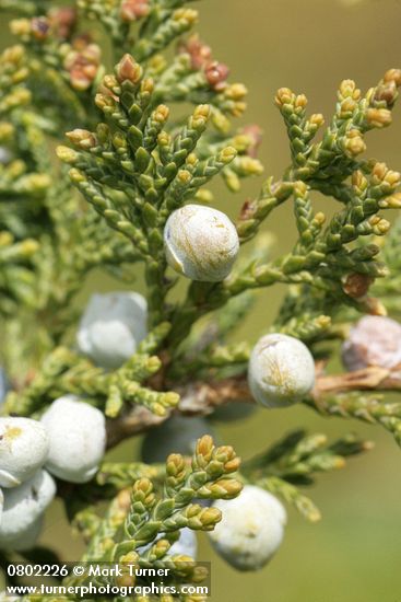 Seaside Juniper cones (berries) & foliage detail