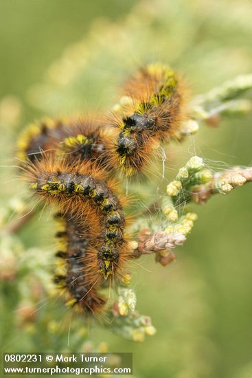 Caterpillars on Seaside Juniper foliage