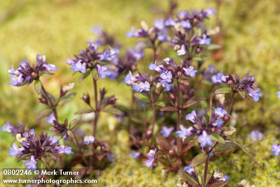 Small-flowered Blue-eyed Mary among moss