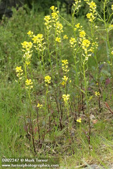 American Winter Cress