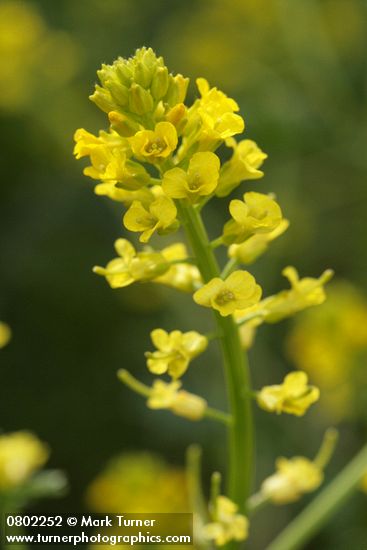 American Winter Cress blossoms detail