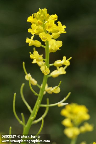 American Winter Cress blossoms & immature siliques detail