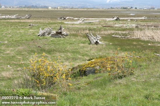 Shining (Tall) Oregon-grape habitat view at edge of salt meadow