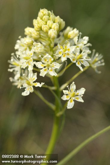 Meadow Death Camas blossoms detail