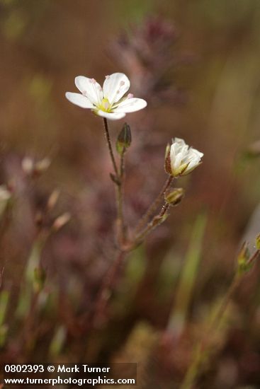 Michaux's Stitchwort (Slender Sandwort)
