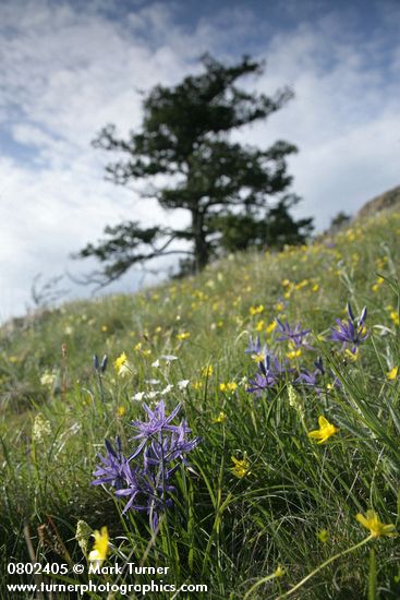 Common Camas, Western Buttercups, Field Chickweed in grassy meadow w/ Juniper on skyline soft bkgnd