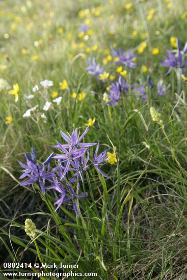 Common Camas, Western Buttercups, Field Chickweed, Meadow Death Camas in grassy meadow