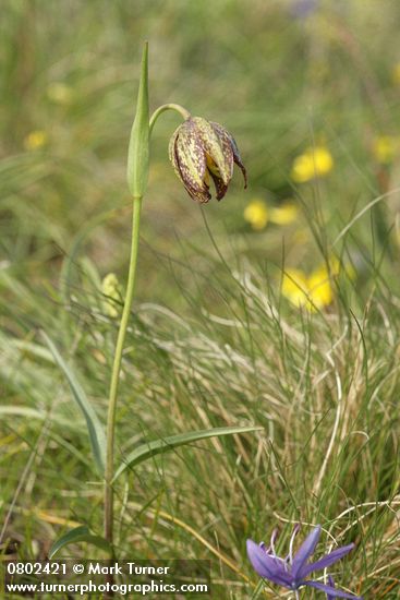 Mission Bells (Chocolate Lily) among grasses
