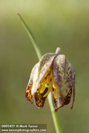 Mission Bells (Chocolate Lily) blossom detail
