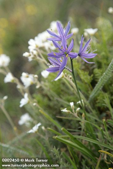 Common Camas