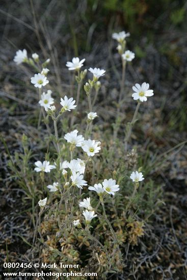 Field Chickweed